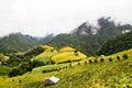 Yellow bean fields