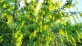 Yellow bean tree.Laburnum yellow shrub.Yellow racemose inflorescences of yellow bean. Bottom view.Beautiful blooming