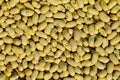 Yellow beans pods texture Phaseolus vulgaris in evening sunshine