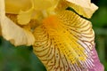 Yellow Beard Iris Striped Petal Royalty Free Stock Photo