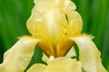 Yellow bearded iris blooming in a flowewr bed on an ovecast day Royalty Free Stock Photo