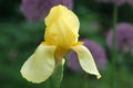 Yellow bearded iris blooming in springtime on an overcast day Royalty Free Stock Photo