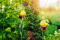 Yellow Bearded Iris blooming in summer Royalty Free Stock Photo