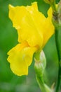 Yellow bearded iris Royalty Free Stock Photo