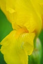 Yellow bearded iris Royalty Free Stock Photo