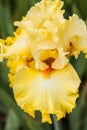 Yellow bearded iris flower Family Iridaceae Royalty Free Stock Photo