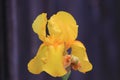 Yellow Bearded Iris flower in a yard Royalty Free Stock Photo