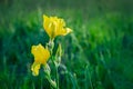 Yellow bearded iris Royalty Free Stock Photo