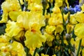 Yellow Bearded Iris Flowers Royalty Free Stock Photo