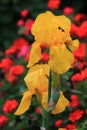 Yellow Bearded Iris flowers in a yard Royalty Free Stock Photo