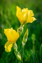 Yellow bearded iris Royalty Free Stock Photo