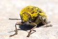 Yellow beatle Royalty Free Stock Photo