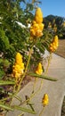 Yellow beauties Royalty Free Stock Photo