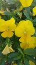 Yellow beauties. Royalty Free Stock Photo