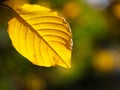 Yellow beautiful autumn ash tree leaf with sunny backlit in a fall park. Golden autumn and bokeh background Royalty Free Stock Photo