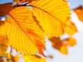 Yellow beautiful autumn elm tree leaf with sunny backlit in a fall park. Golden autumn and bokeh background Royalty Free Stock Photo