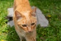 Yellow beautiful cat standing on the grass Royalty Free Stock Photo