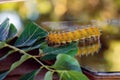 Yellow beautiful caterpillar with spikes in nature. 
