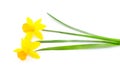 Yellow beautiful daffodils Royalty Free Stock Photo
