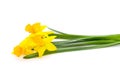 Yellow beautiful daffodils Royalty Free Stock Photo