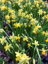 Yellow beautiful daffodils