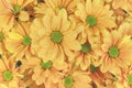 Yellow beautiful daisy flower bouqet background