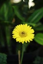 Yellow beautiful daisy flower