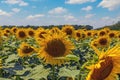 Yellow beautiful field of sunflowers against the blue sky. Rural landscape. Sunflower field, agriculture, harvest concept. Close- Royalty Free Stock Photo