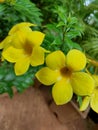 Yellow beautiful flower with rain dro