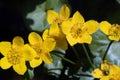 Yellow beautiful flowers known as marsh-marigold and kingcup Royalty Free Stock Photo