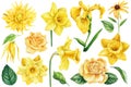 Yellow flowers. Set of botanical drawings on a white isolated background. Watercolor dahlias, rose, iris, daffodil Royalty Free Stock Photo