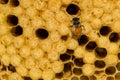 Yellow beautiful honeycomb with honey and young bee. Royalty Free Stock Photo