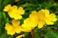 Yellow beautiful Lunaria annua - annual honesty in garden. close-up Royalty Free Stock Photo