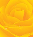 Yellow beautiful rose background