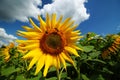 Yellow beautiful sunflower close up Royalty Free Stock Photo