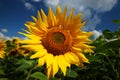 Yellow beautiful sunflower close up Royalty Free Stock Photo