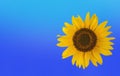 yellow beautiful sunflower flower on blue background Royalty Free Stock Photo