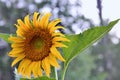 Yellow beautiful Sunflower in the garden Royalty Free Stock Photo