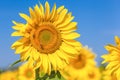 Yellow beautiful sunflower Royalty Free Stock Photo