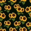 Yellow beautiful sunflower seamless pattern Royalty Free Stock Photo