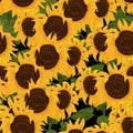 Yellow beautiful sunflower seamless pattern Royalty Free Stock Photo