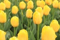 Yellow beautiful tulips, spring flowers with selective focus Royalty Free Stock Photo