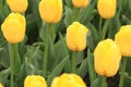 Yellow beautiful tulips, spring flowers. Tulips close up Royalty Free Stock Photo