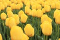 Yellow beautiful tulips, spring flowers with selective focus Royalty Free Stock Photo