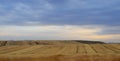 Yellow and beautiful wheat fields and a single green tree under the sunlight of the beautiful cloudy sky above their heads. Royalty Free Stock Photo