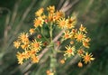 Yellow beautiful wild flowers in the shape of a heart, arrows on the background of green grass