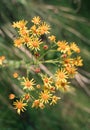 Yellow beautiful wild flowers in the shape of a heart, arrows on the background of green grass