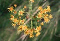 Yellow beautiful wild flowers in the shape of a heart, arrows on the background of green grass