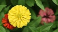Yellow beautiful zinnia flower with natural green bokeh leaves flowers bouquet background in the morning spring time, the botanic Royalty Free Stock Photo