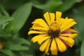 Yellow beautiful zinnia flower with natural green bokeh leaves flowers bouquet background in the morning spring time, the botanic Royalty Free Stock Photo